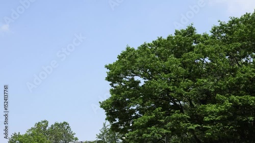 strong winds and branches of trees