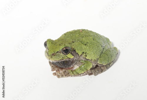 Slika na platnu Adult male eastern gray treefrog (Hyla versicolor)