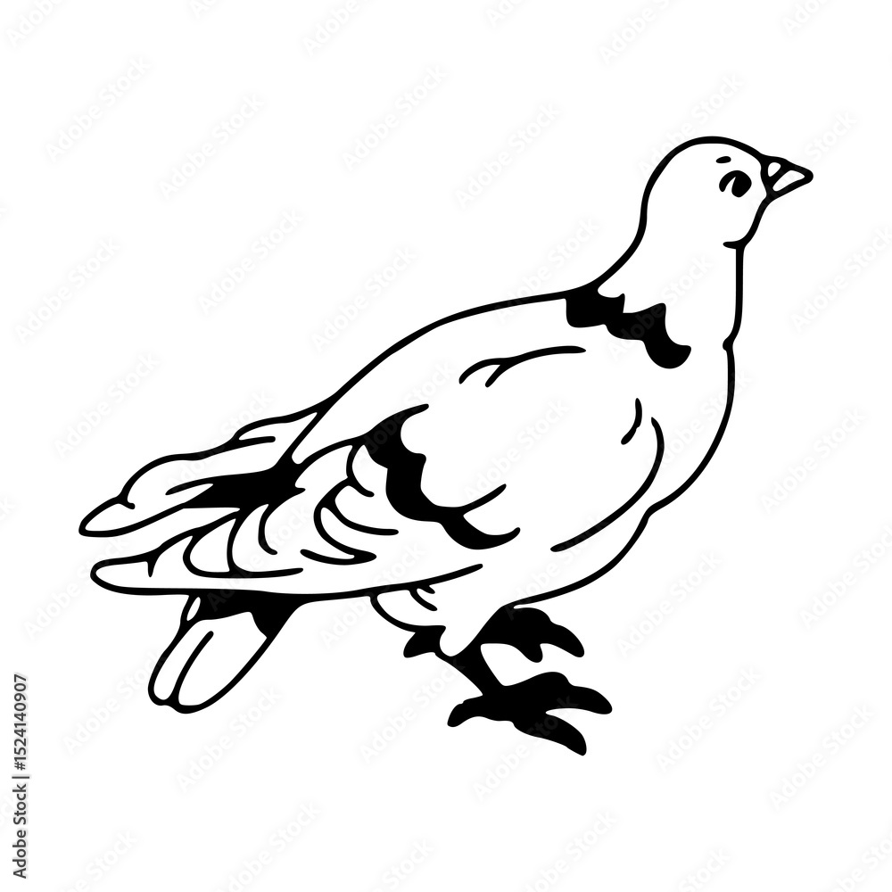 Obraz premium cute pigeon line art