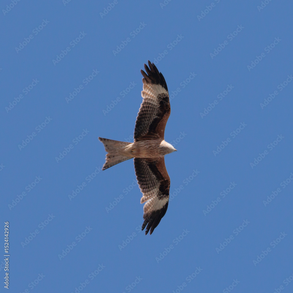 Obraz premium red kite in flight