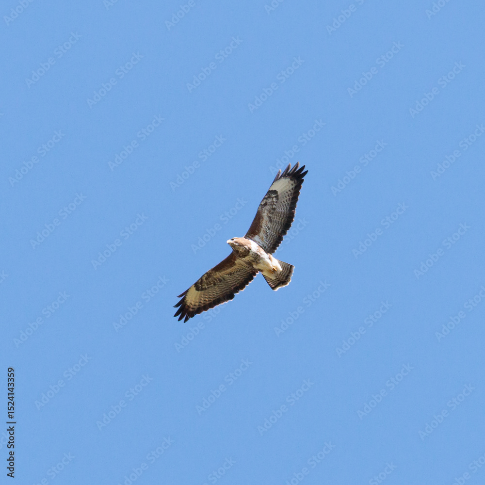 Obraz premium Buzzard in flight