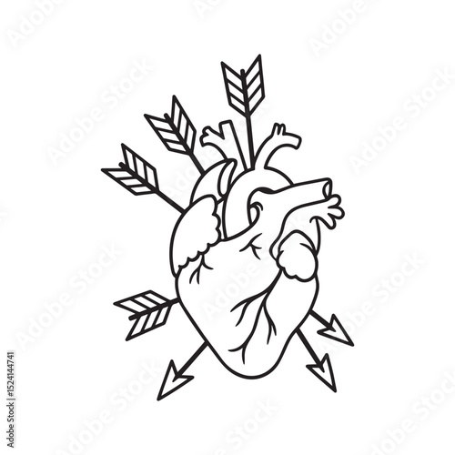Anatomical heart 