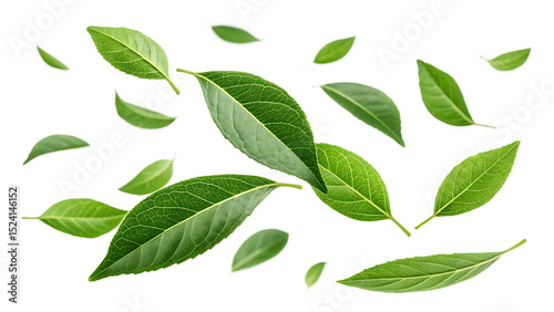  flying fresh green curry leaves with natural on white background PNG