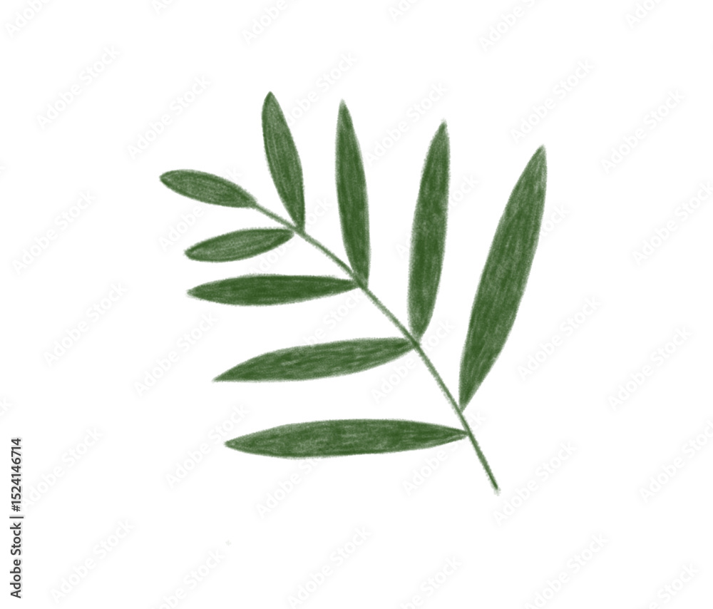 Obraz premium Botanical Palm Leaf Vector