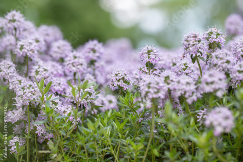 Blossoms and foliage of mountain savory (Satureja montana).