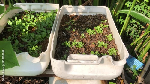 White plastic gallons cut to open the side or cut in half and drill holes to drain,used instead of pots to plant trees.Green Oak lettuce plants grow in plastic reused.Environmentalism.