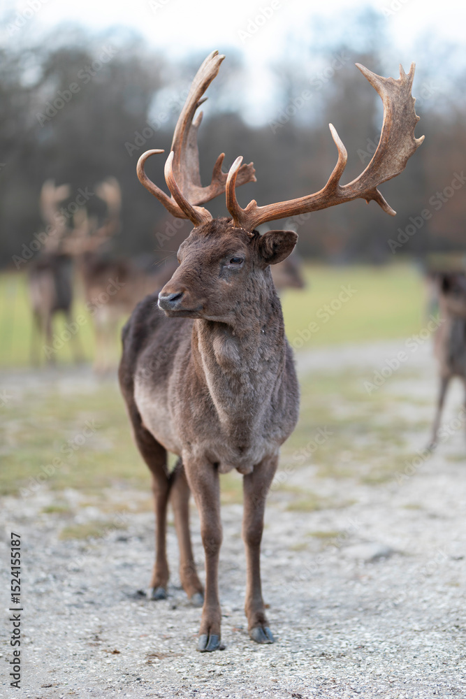 Fototapeta premium Majestic fallow deer with large antlers standing proudly in a sunlit meadow, representing strength, grace, and the quiet elegance of wildlife in open nature.
