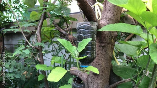 Plastic drinking water bottles cut to open the side or cut in half and drill holes to drain,used instead of pots to plant trees.Vegetables plants grow in plastic reused.Environmentalism.