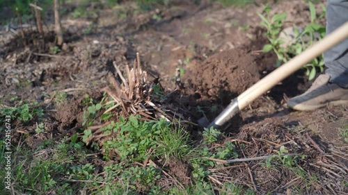 A man uses a shovel to dig up old plant roots in the garden.
