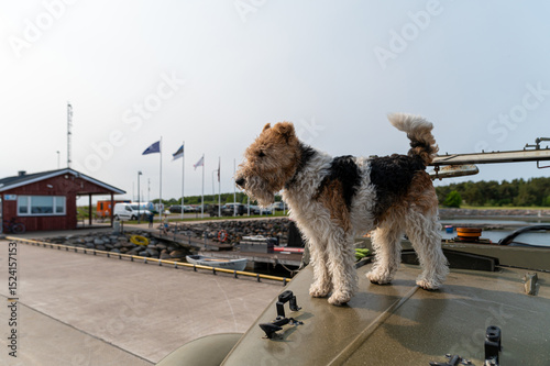 Dog enjoying a sunny day on top of a military vehicle at a harbor