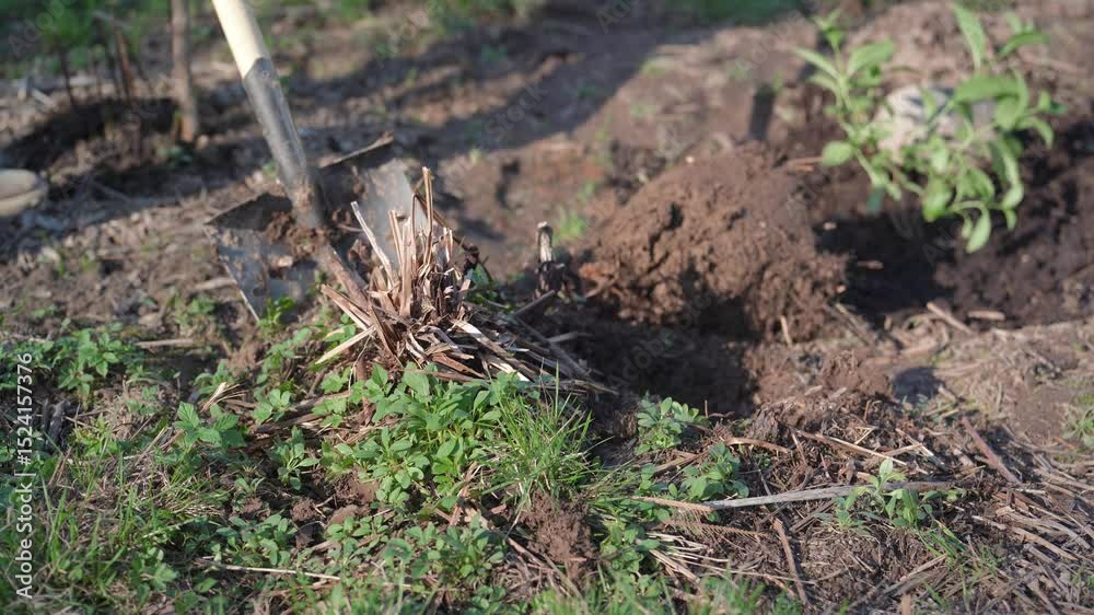 A man uses a shovel to dig up old plant roots in the garden.