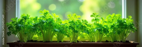 Lush, vibrant parsley plants thriving in a sunny indoor windowsill Healthy green foliage, perfect for fresh herbs in home cooking Easy-to-grow, organic, domestic herb garden , herb garden, botany
