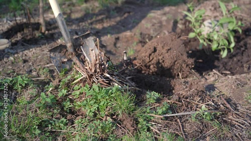 A man uses a shovel to dig up old plant roots in the garden.