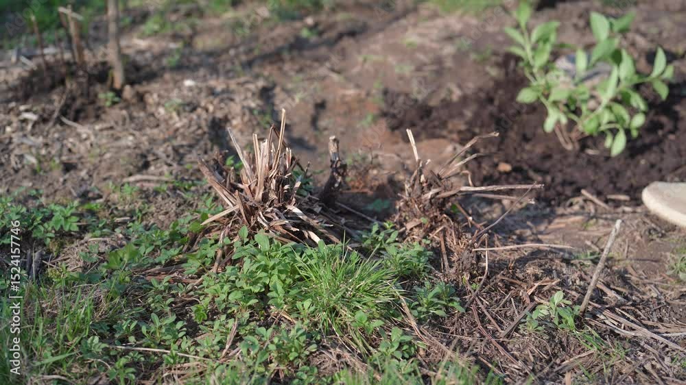 A man uses a shovel to dig up old plant roots in the garden.