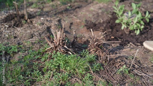 A man uses a shovel to dig up old plant roots in the garden.