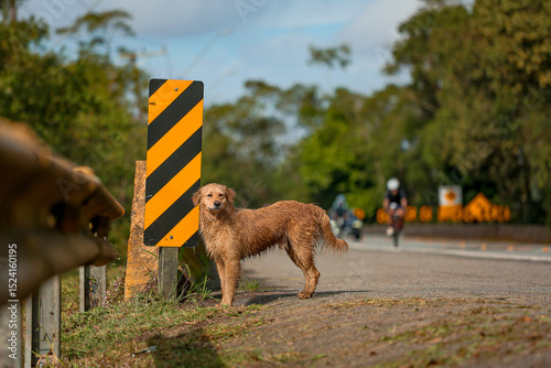 Dog Cachorro Road Street Finder lost abandon Rua Estrada