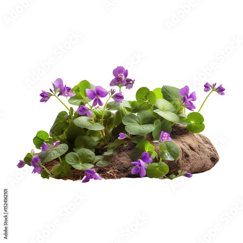 Wild creeping ground ivy with tiny purple flowers
