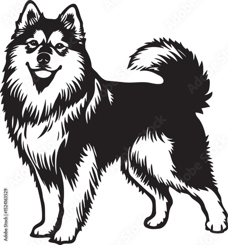 vector image of a finnish lapphund dog