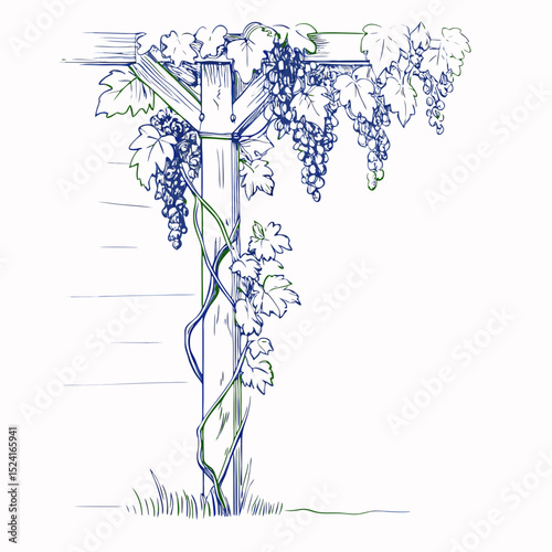 Grapevine climbing on wooden trellis with green leaves and grapes  