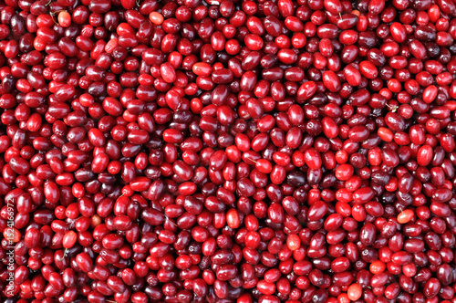 close-up of the freshly harvested ripe organic cornelian cherries (dogwood berries)
