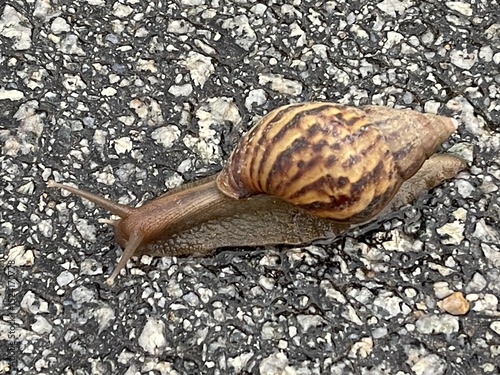 Close-up of a snail slowly crawling across rain-soaked asphalt, highlighting texture and moisture in a peaceful post-rain moment.