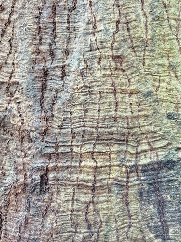 kapok tree bark texture