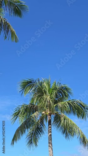 Wallpaper Mural A wonderful sky that looks over palm tree Torontodigital.ca