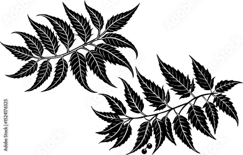 Vector drawing neem tree branch, Azadirachta indica. black and white silhouette of plant