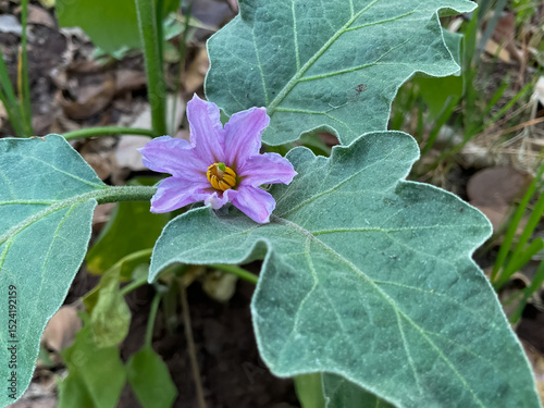 Eggplant plant with large, green leaves and a single purple flower in agriculture field
