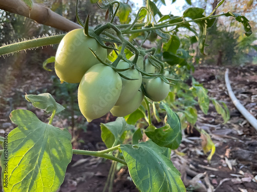 A bunch of raw green tomatoes on a plate. They are green and growing in the agriculture field. 