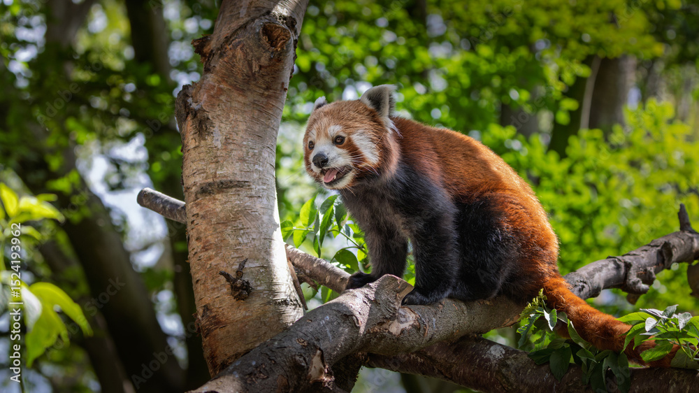 Fototapeta premium Red Panda or Lesser Panda is walking on a branch. Close up.