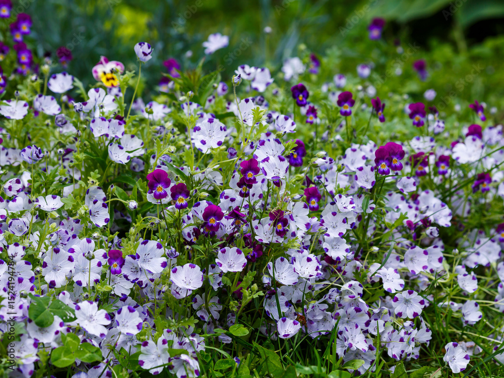Obraz premium Nemophila maculata is a genus found in the flowering plant family Boraginaceae