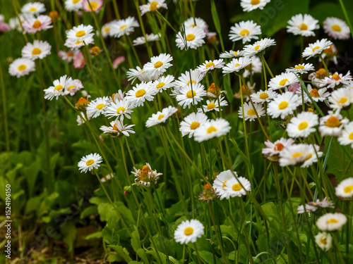 Fototapeta Naklejka Na Ścianę i Meble -  Daisy blossom. Oxeye daisy, Leucanthemum vulgare, daisies, foxtail, common chamomile, dog chamomile, moon chamomile. Gardening concept
