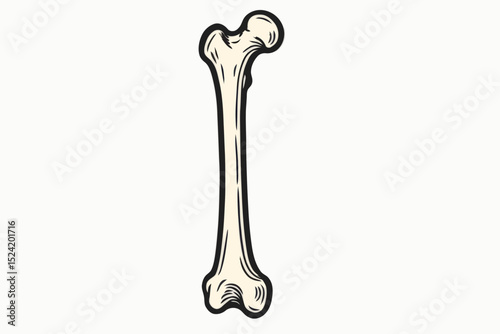Long Bone Anatomy Illustration