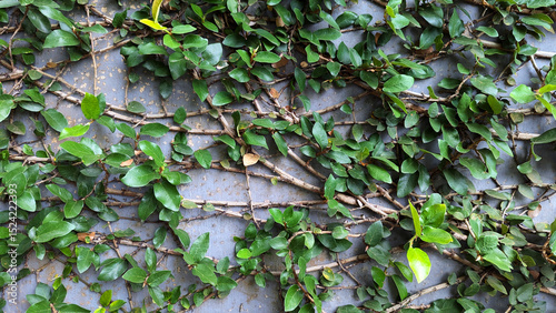 Green vines and moss growing on a weathered stone wall
