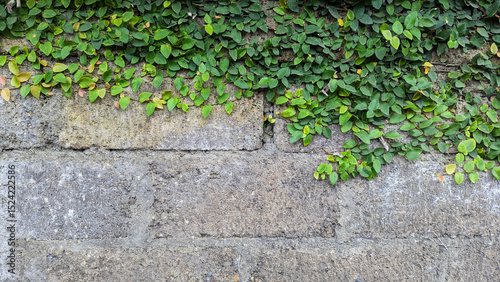 The green vines covering the gray wall create a contrast with the urban nature.