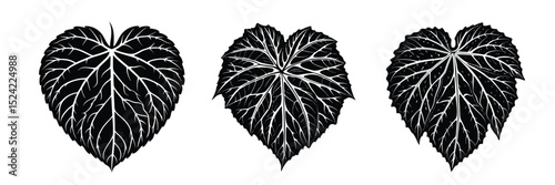 Black and white vector illustration of hop leaf botanical drawing for design and decoration art
