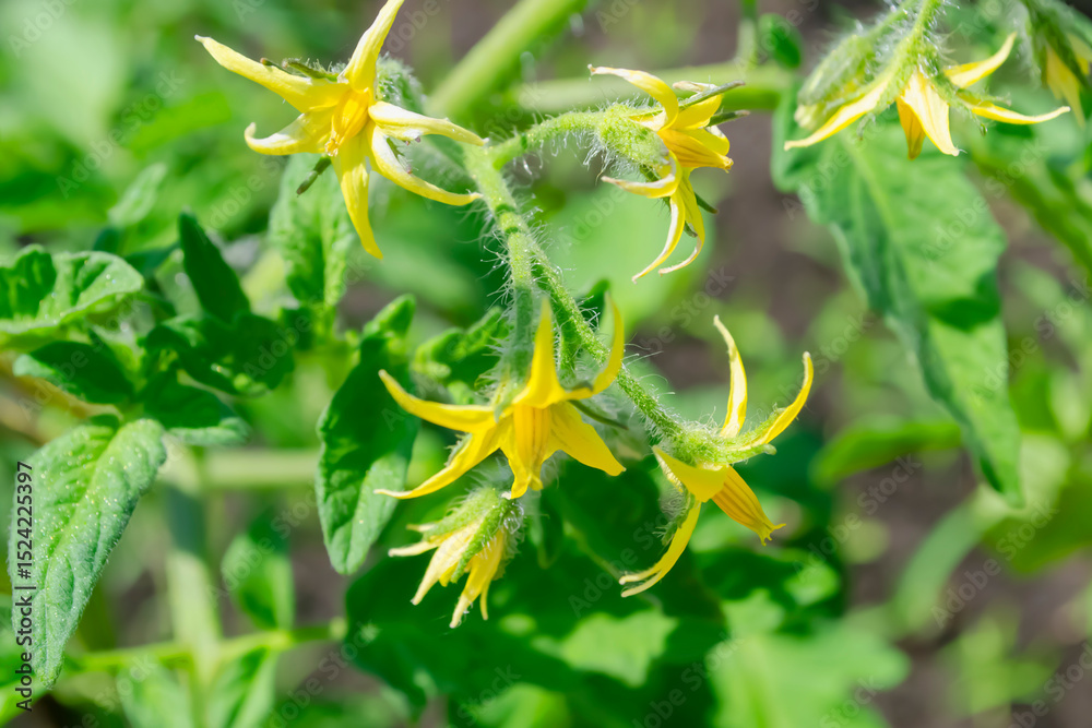 Yellow tomato blossoms growing in a sunny garden during the spring season Yellow tomato blossoms growing in a sunny garden during the spring season