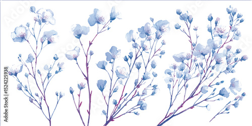Flower transparent background. Background with tiny white flowers (gypsophila paniculata),
