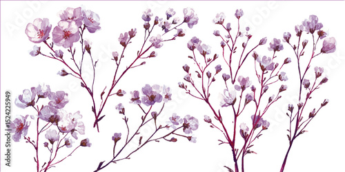 Flower transparent background. Background with tiny white flowers (gypsophila paniculata),
