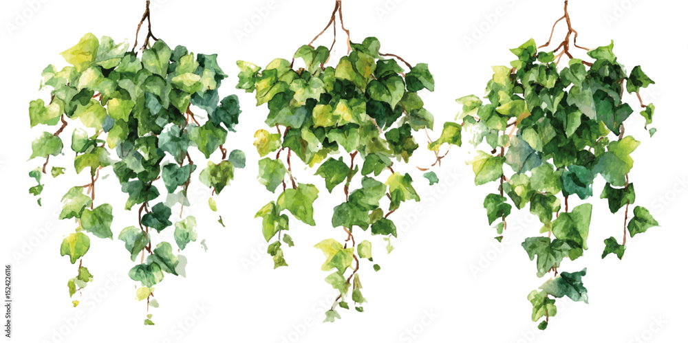 Obraz premium isolated hanging photos plant. Branch of green leaves twigs that growing on wall isolated on background