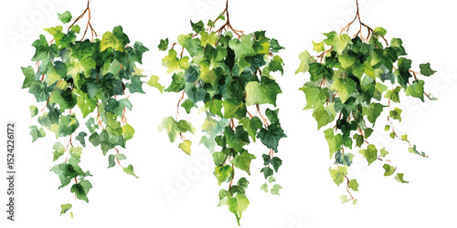 Golden Pothos Hedera Philodendron cordatum on transparent background. Set of small green ivy vines isolated on transparent background