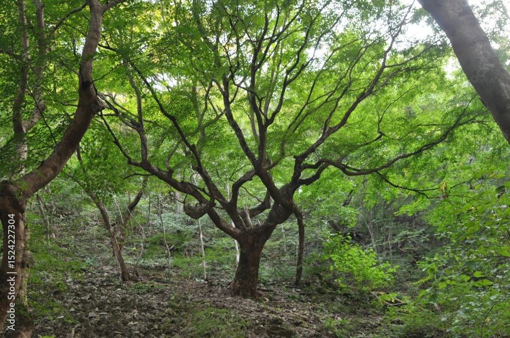 Fototapeta premium Maple tree leaves and seasonal features