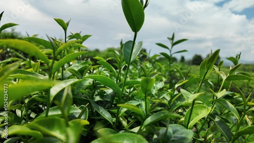 Close up view of green tea leaves from organic tea plantation on nature farm in fresh morning in Thailand, Tea leaves economic crop for making tea beverage and used as health care product.