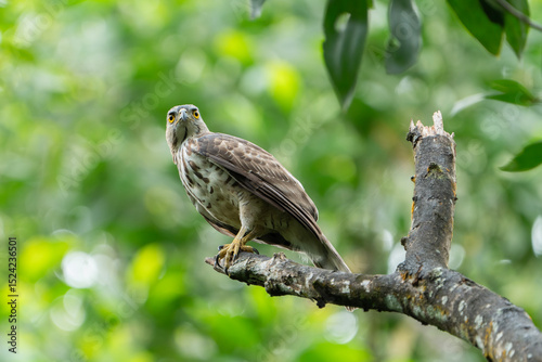 The crested goshawk (Lophospiza trivirgata) is a bird of prey in the family Accipitridae that is widely distributed in tropical Asia. It was formerly placed in the genus Accipiter