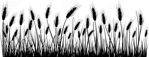 Field with cereals and grass. Vector isolated silhouette of grain plants meadow.  Horizontal border from wheat ears.