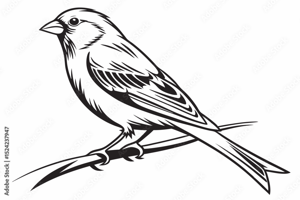 Fototapeta premium canary sihouette black vector