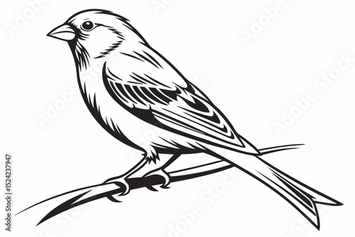canary sihouette black vector