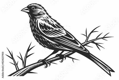canary sihouette black vector