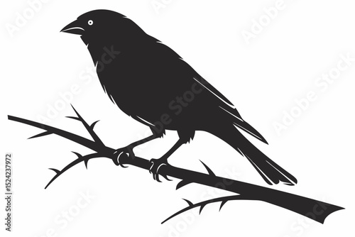 canary sihouette black vector